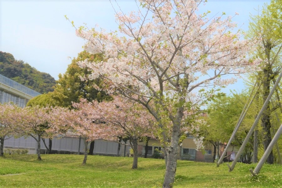 春にはきれいな桜を見ながらお花見ができます