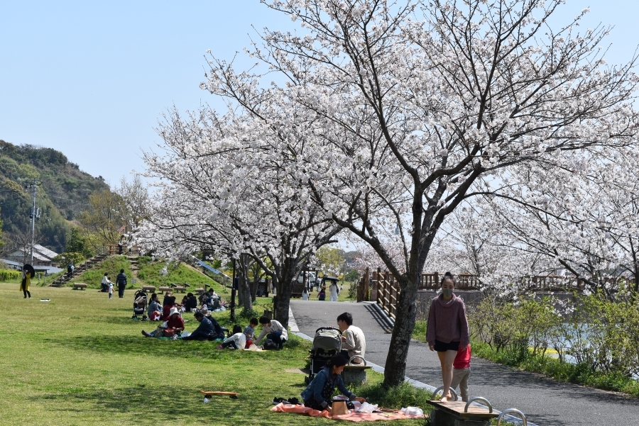 春には桜の下でお花見ができます