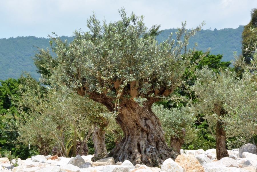 樹齢300年のオリーブ