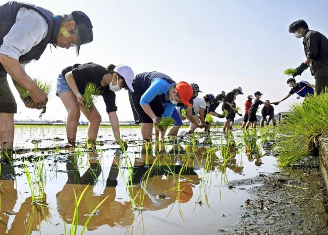 コシヒカリの苗を手植えする児童ら（南国市比江）