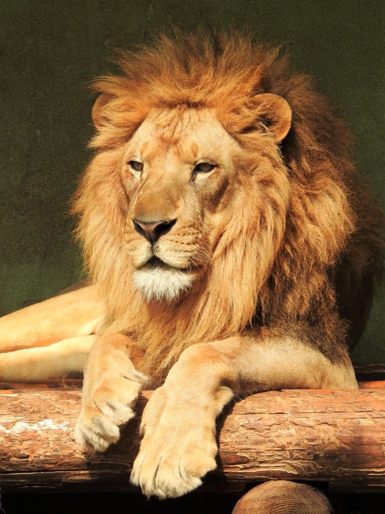 飼育員さん撮影の雄ライオン。百獣の王の風格
