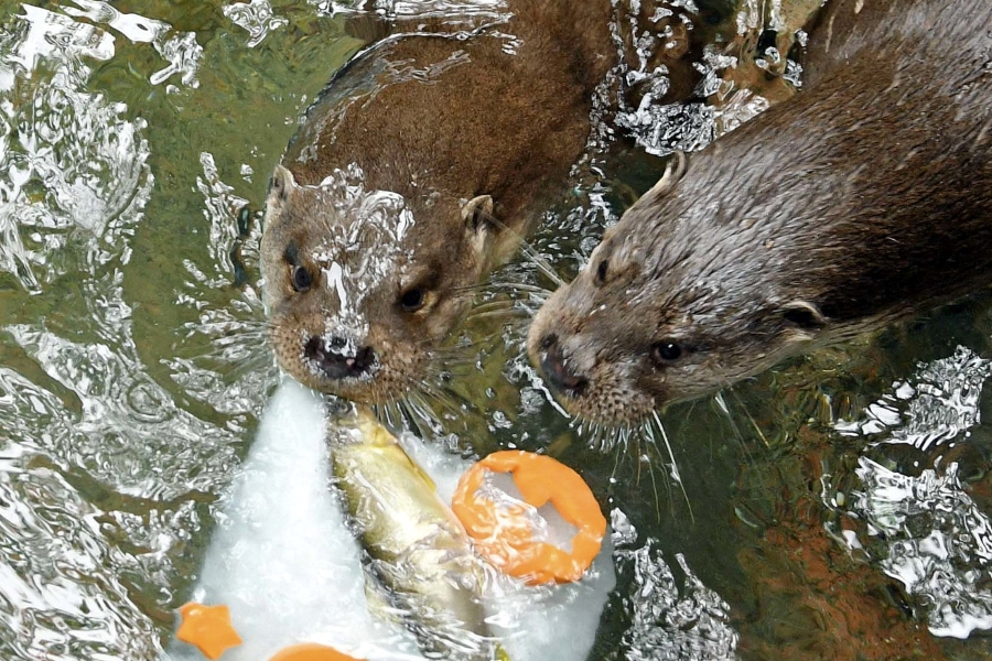 暑い夏は動物だって氷を食べたい｜高知県立のいち動物公園で動物たちへ氷のプレゼント