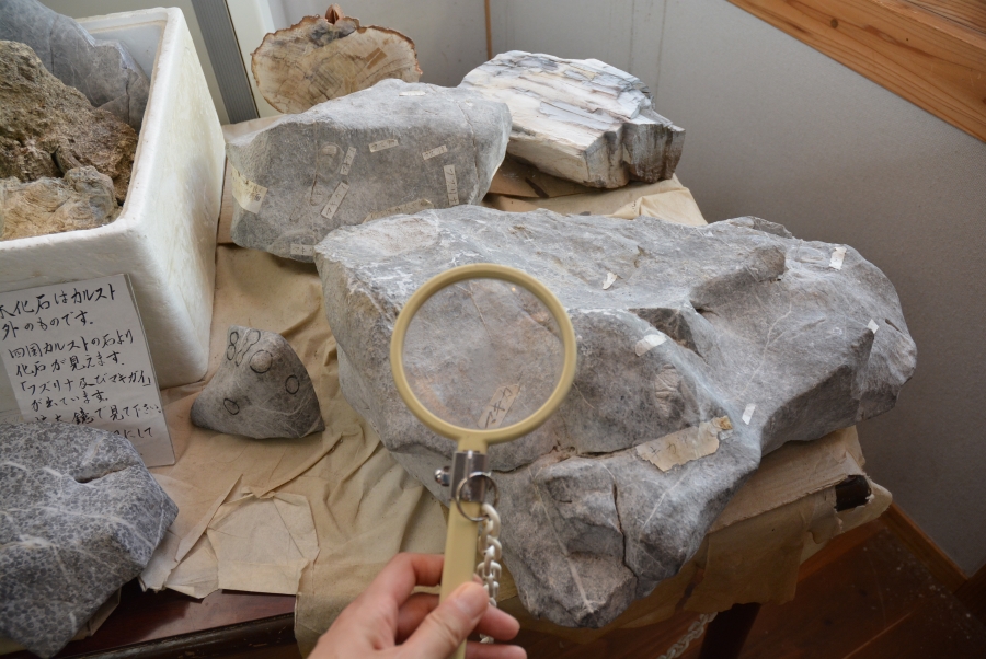石灰岩の中の化石を虫眼鏡で観察