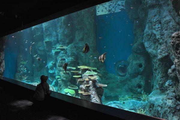 高知県立足摺海洋館「SATOUMI」｜2020年7月18日にオープン。高知県西部・土佐清水市の自然を体感できる水族館
