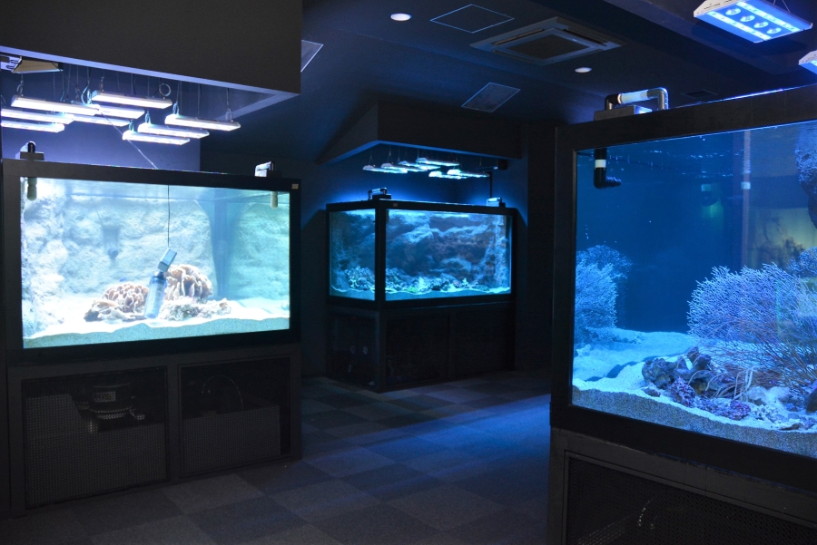 サンゴの展示スペース