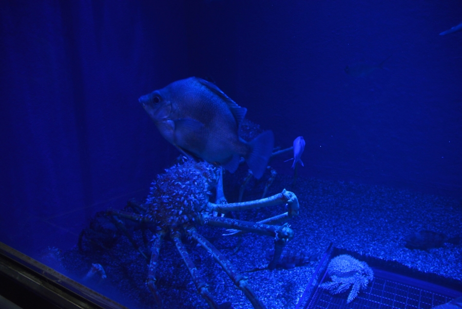 「深海」にはタカアシガニがいます