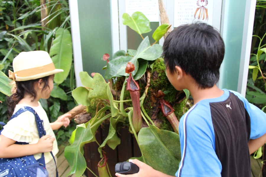 食虫植物展や植物スタンプラリーを楽しんで｜高知県立牧野植物園で夏のイベント