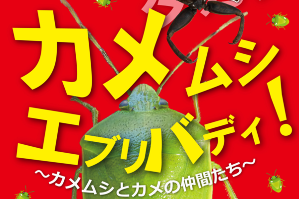 カメムシの魅力を知ろう｜高知県立のいち動物公園で「カメムシ  エブリバディ！」