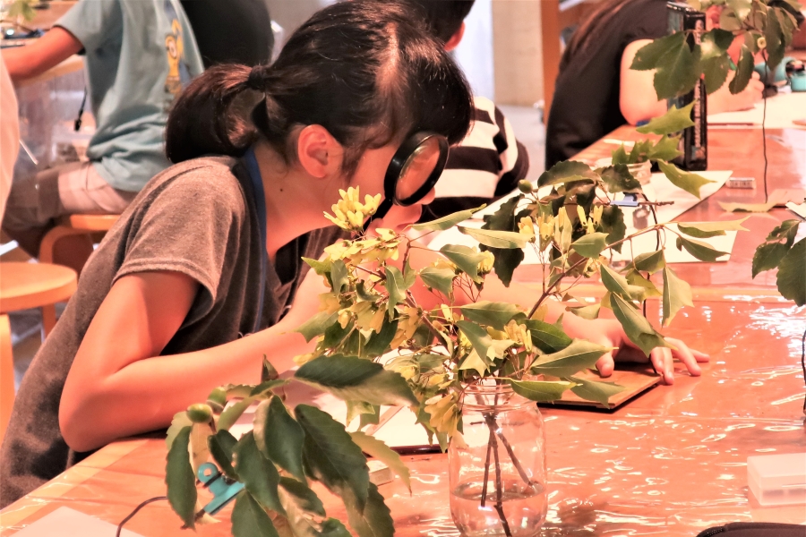 花びらの形は？葉の付き方は？｜高知県立牧野植物園で子ども自然体験教室「植物を描こう！」