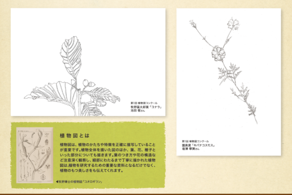 花びらの形は？葉の付き方は？｜高知県立牧野植物園で子ども自然体験教室「植物を描こう！」