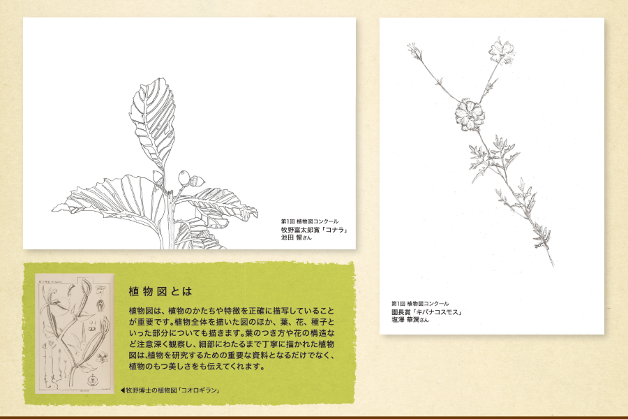 小学5、6年生の作品を募集｜第2回高知県立牧野植物園植物図コンクール