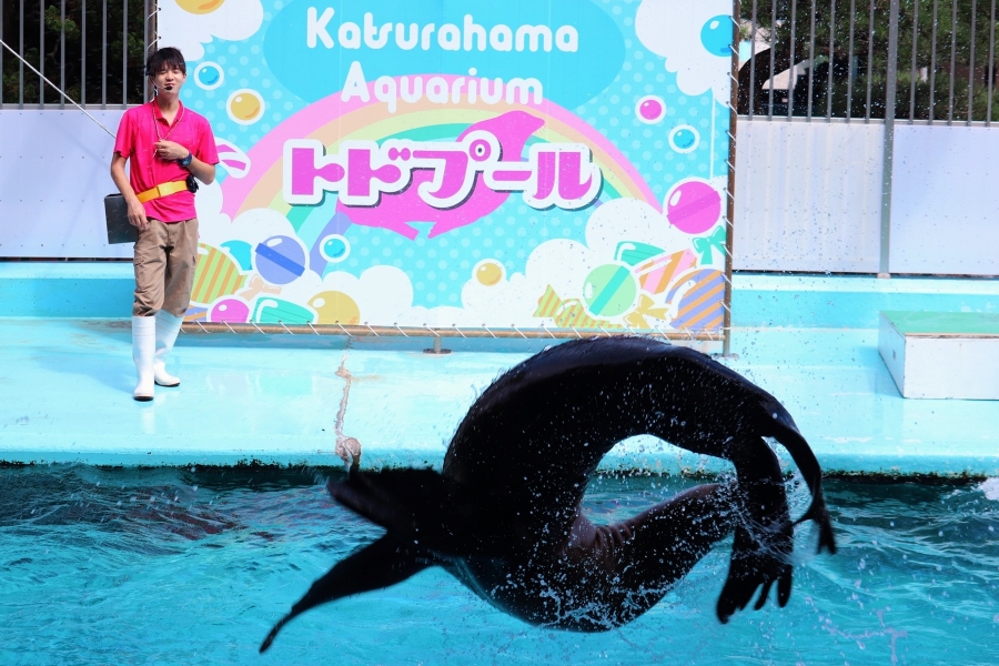 大技「バックフリップ」(飼育員さん提供)