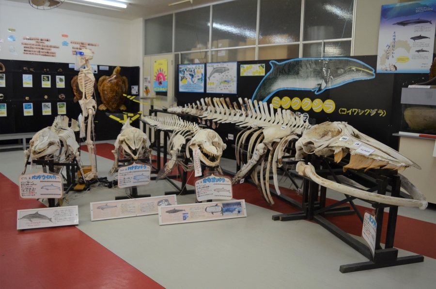 左から、バンドウイルカ、ハナゴンドウ、オキゴンドウ、ミンククジラの骨です
