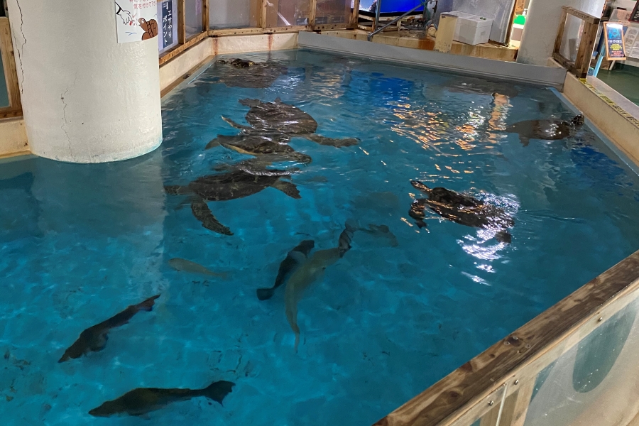 アカウミガメ 5匹、アオウミガメ14 匹が泳いでいます