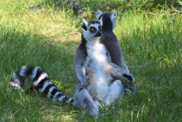 高知県立のいち動物公園｜香南市にある「日本一」の動物園