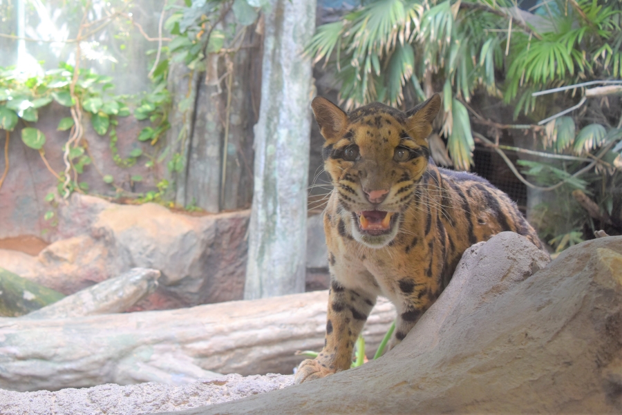 高知県立のいち動物公園 香南市にある 日本一 の動物園 ココハレ 高知の子育て応援ウェブメディア