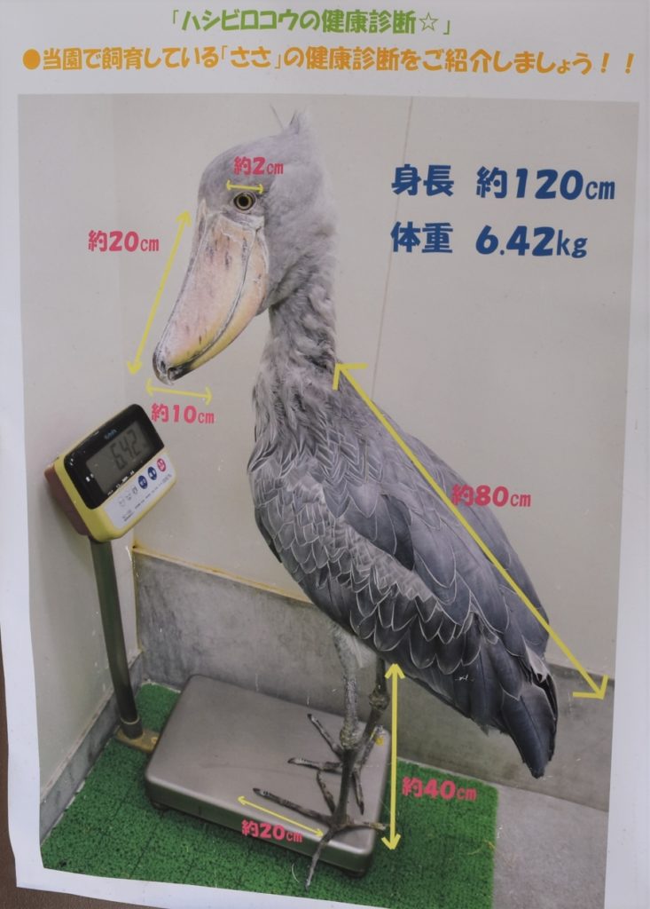 飼育員さんの誘導で上手に体重計に乗るハシビロコウの写真です。このおさまりのいい感じがかわいい!