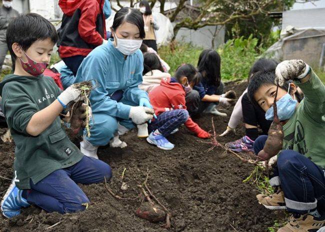 高校生が見守る中、元気よくサツマイモを収穫する児童（本山町本山）