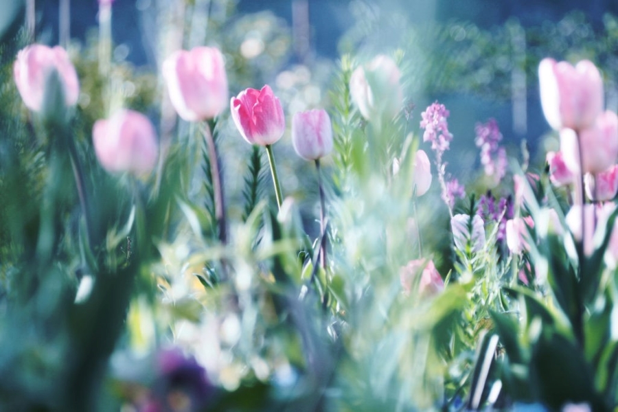 春を彩る3万本のチューリップ｜北川村「モネの庭」で「チューリップ、チューリップ」