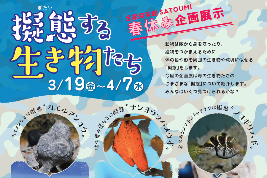 海の生き物を見つけられるかな！？｜足摺海洋館「SATOUMI」で「擬態