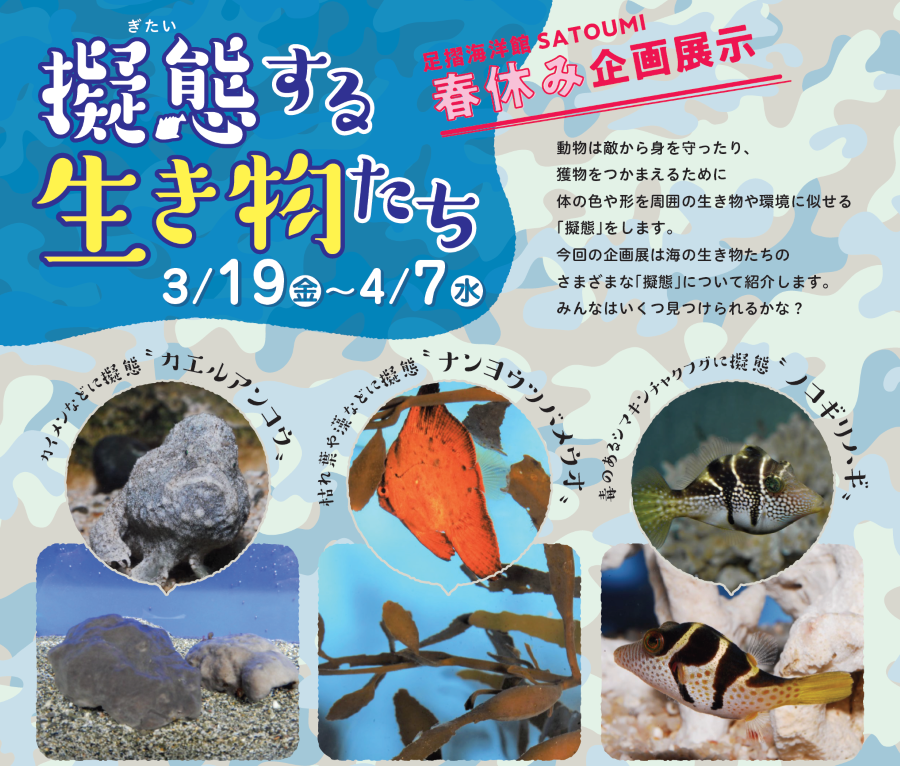 海の生き物を見つけられるかな！？｜足摺海洋館「SATOUMI」で「擬態する生き物たち」