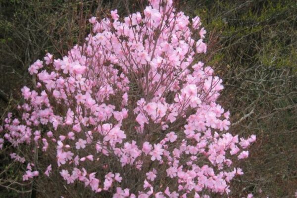 親子で春の登山を楽しもう！｜高知市で「工石山のツツジを訪ねる春の登山」