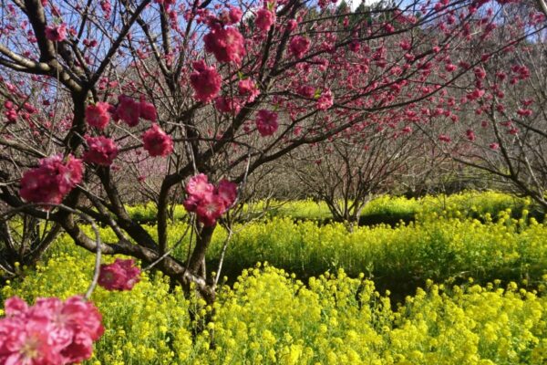 住民が手入れした春の花が開花｜香南市で「西川花祭り」