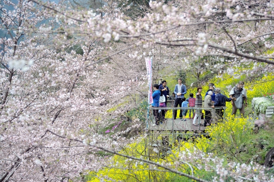 手作りの会場に春の花が満開｜大川村で「第8回 大川村さくら祭 しばざくら祭」