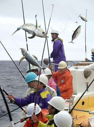 持続的な漁法として国際認証を受けた高知県の近海一本釣り漁
