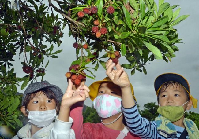 赤黒く熟れ始めたヤマモモを収穫する十市小学校の２年生たち（南国市十市）