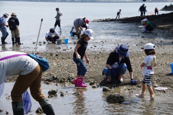 高知市で野外教室「衣ケ島の自然」｜海岸にはどんな生き物がいる？