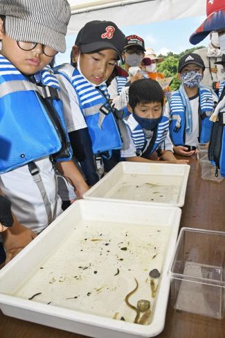仁淀川で採取した水生生物を確認する児童（土佐市用石）