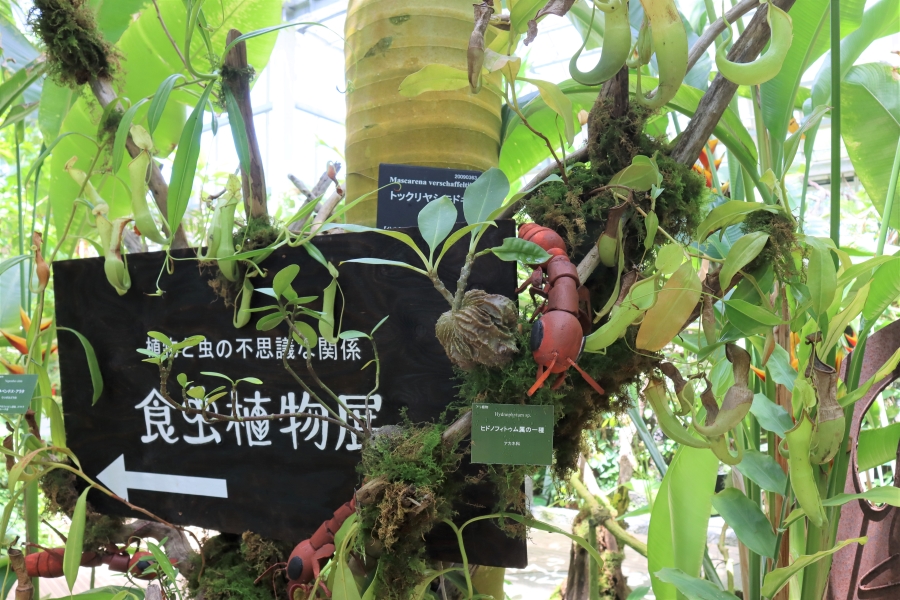 高知県立牧野植物園で「食虫植物展」｜虫を食べる植物の生態は？