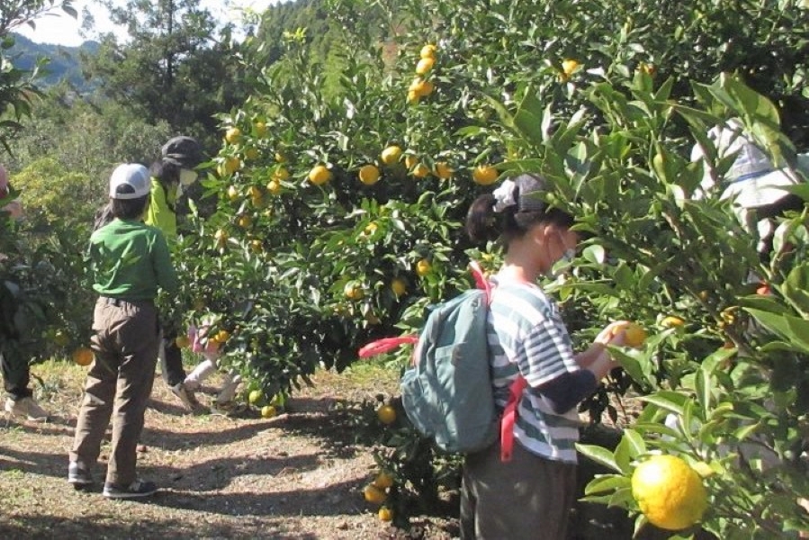 高知市工石山青少年の家で「秋の鏡川源流とゆず収穫体験」｜登山の後はユズ収穫！自然を満喫できる1日です