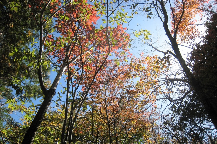 高知市工石山青少年の家で「はじめての親子登山」｜赤良木園地を目指そう！アウトドア体験もできます