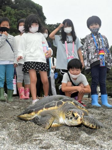 保護されていたアオウミガメを放流する浦戸小学校の児童たち（高知市の桂浜）