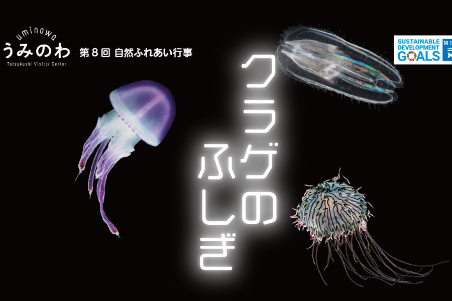 土佐清水市の「うみのわ」で「クラゲのふしぎ」｜11月3日（水