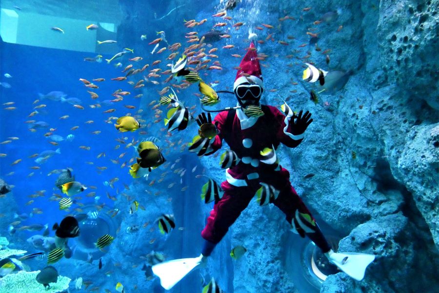 足摺海洋館「SATOUMI」でクリスマスと年末年始を楽しむ「SATOUMI HAPPY WINTER」が開かれています