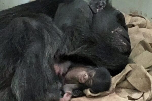 高知県立のいち動物公園でマンドリルの赤ちゃんが生まれました