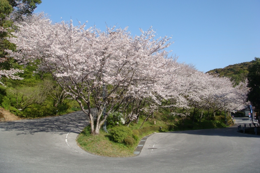登り口から資料館に上がる坂道はまるで桜のトンネルです（提供写真）