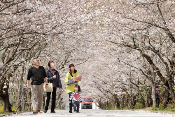高知県立歴史民俗資料館で「第12回岡豊山さくらまつり」｜桜のトンネル、イベント、グルメを楽しもう！