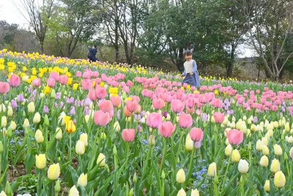 【2023年】北川村「モネの庭」で「チューリップ、チューリップ」｜3月25日は「モネのチューリップ祭」。演奏や出店もあります
