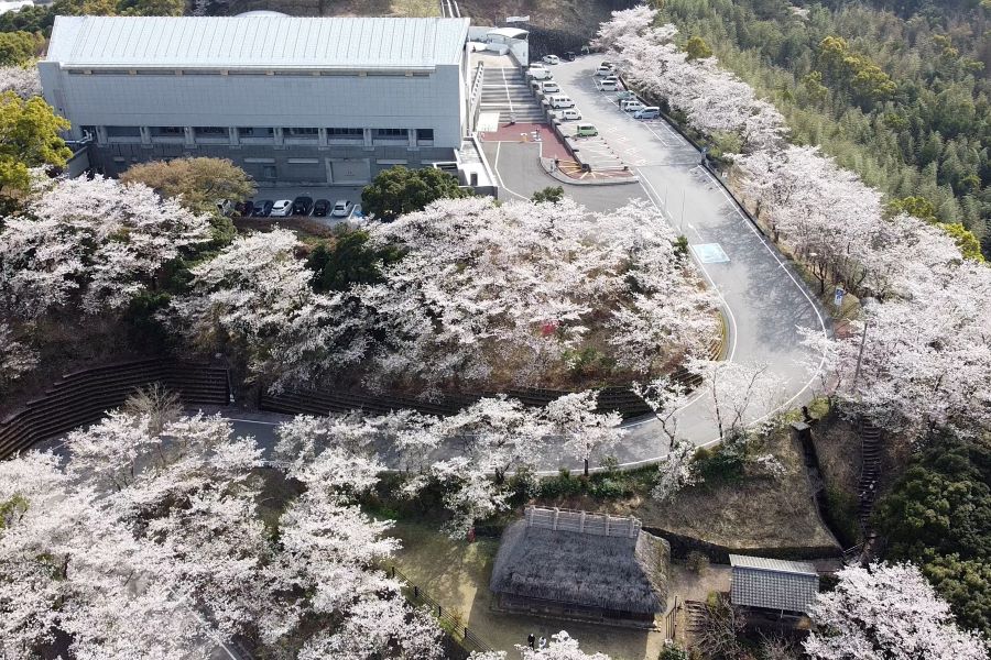【2022年】高知県立歴史民俗資料館で「第12回岡豊山さくらまつり」｜桜のトンネル、イベント、グルメを楽しもう！