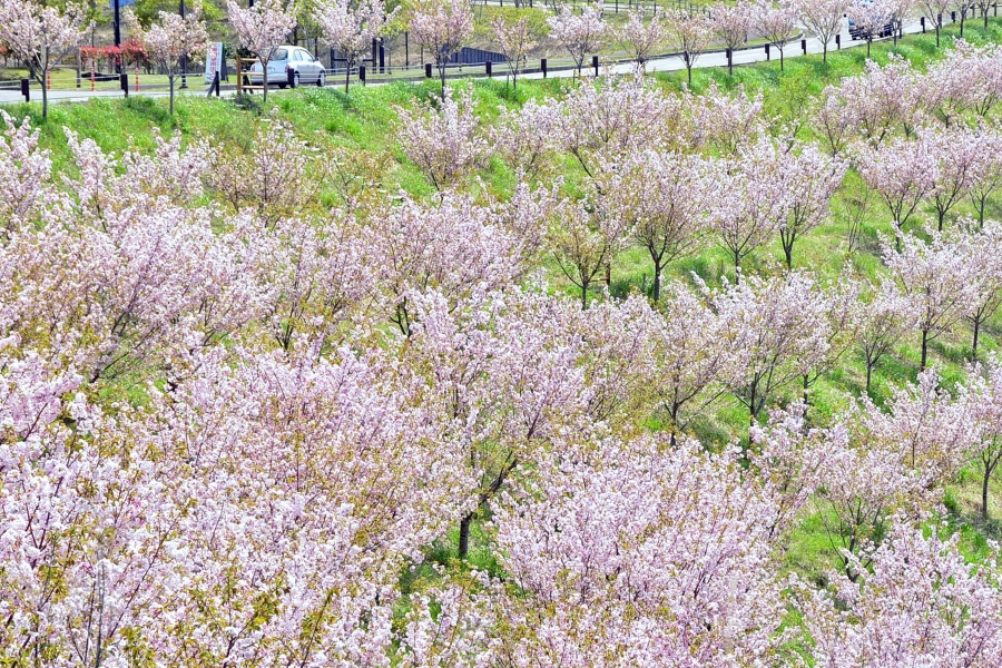 赤や白、ピンクの桜が4月中旬までに段階的に咲いていきます