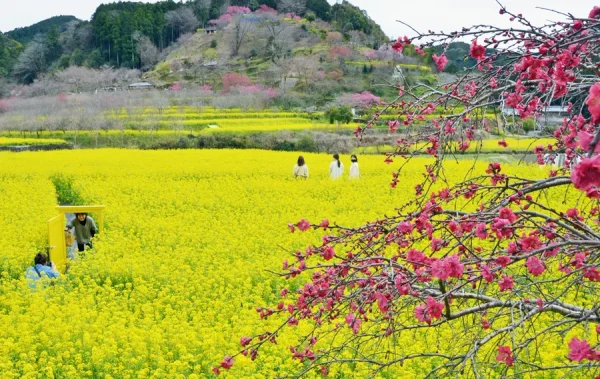 【2022年】香南市の西川花公園で「西川花祭り」｜地域住民が育てたハナモモや菜の花が見られます