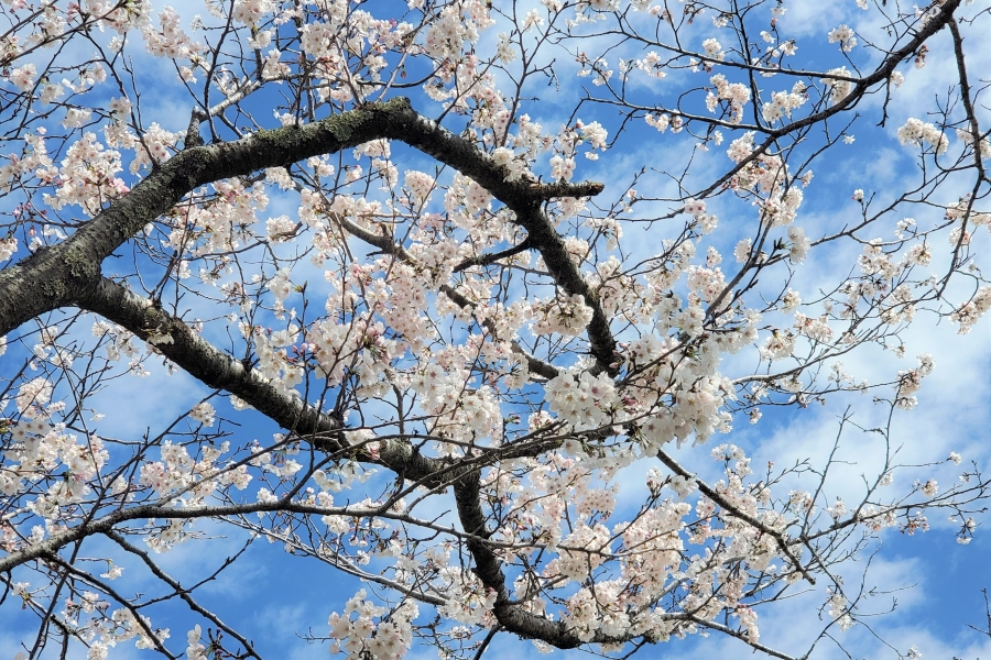 桜咲く春。生活環境やリズムが大きく変わる方もいらっしゃいますね