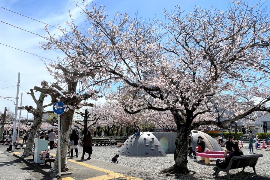 お花見スポットとしても知られる交通公園。3月下旬には桜が満開になりました