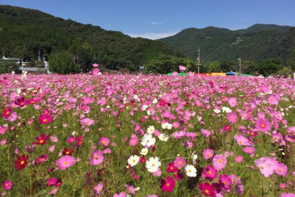 【2023年】越知町で「コスモスまつり」（宮の前公園）｜150万本のコスモスが咲き誇ります
