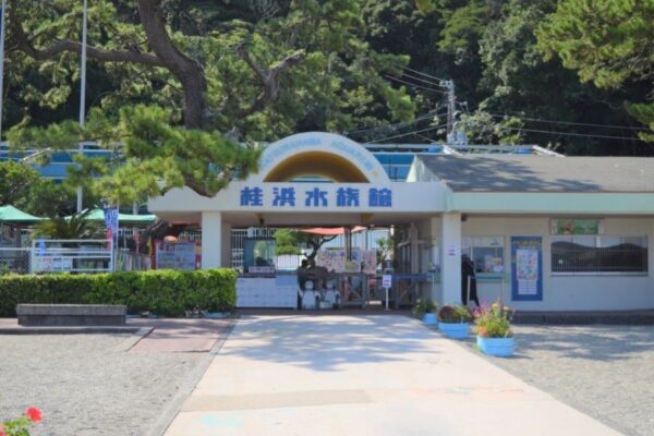 高知市の桂浜水族館で「海のワークショップ～貝殻アート～」｜自由に貝殻を組み合わせてみよう！
