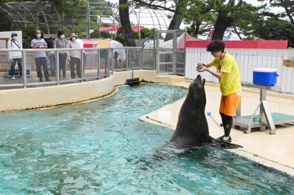 桂浜水族館が動物のショーを廃止。トレーニングの様子が見られます